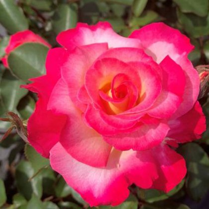 Rose Youre My Everything 3Ldp (ROTY25) Rose Youre My Everything 3Ldp (ROTY25)