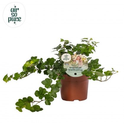Hedera hel Wonder Air So Pure 13cm
