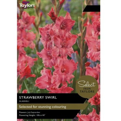 TAYLORS GLADIOLI STRAWBERRY SWIRL - Special Edition
