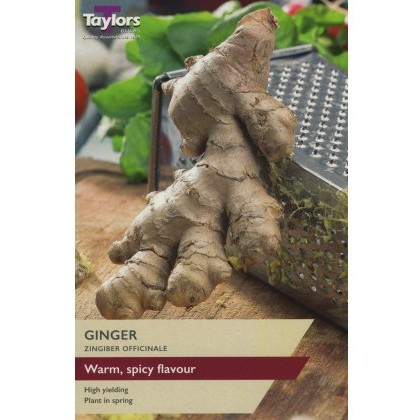 GINGER (ZINGIBER OFFICINALE) GINGER (ZINGIBER OFFICINALE)
