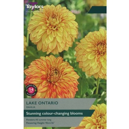 TAYLORS DAHLIA LAKE ONTARIO