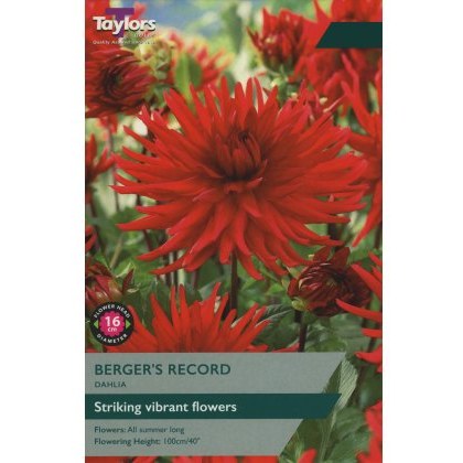 TAYLORS DAHLIA BERGERS RECORD