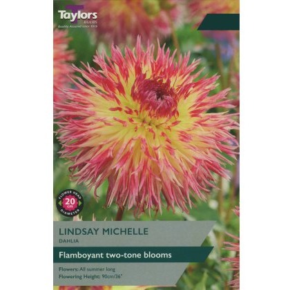 TAYLORS DAHLIA LINDSAY MICHELLE