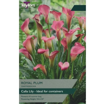 TAYLORS ZANTEDESCHIA ROYAL PLUM