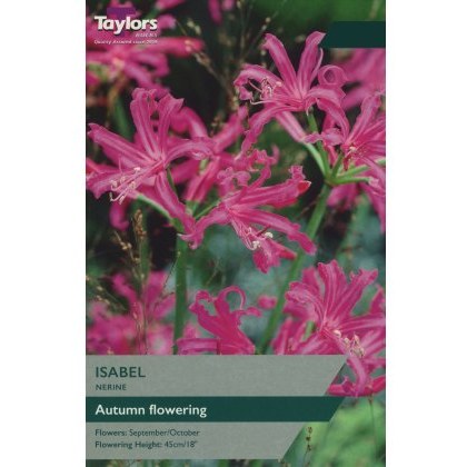 TAYLORS NERINE ISABEL