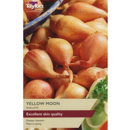 SHALLOT Yellow Moon SHALLOT Yellow Moon