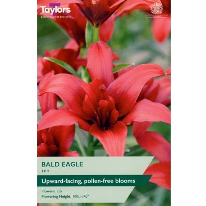 TAYLORS Lily Bald Eagle