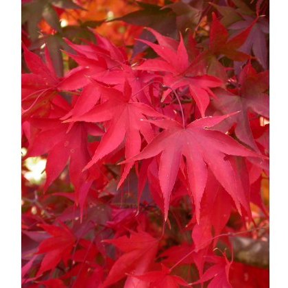 Acer palmatum Osakazuki 3L Acer palmatum Osakazuki 3L