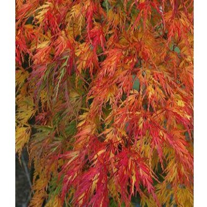 Acer palmatum var. dissectum Seiryu 3L Acer palmatum var. dissectum Seiryu 3L