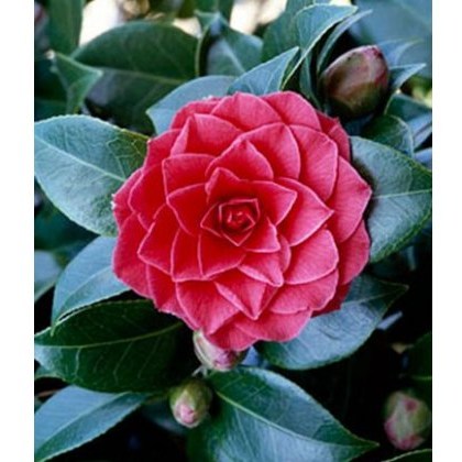 Camellia Black Lace 3L Camellia Black Lace 3L