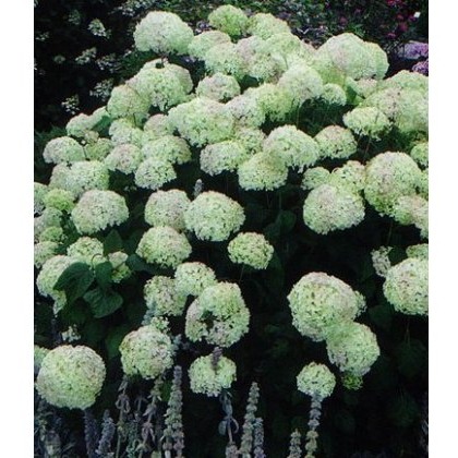 Hydrangea arborescens Annabelle 5L Hydrangea arborescens Annabelle 5L