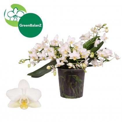 Phalaenopsis Multifloratypes Anthura Nazare 4t 12 cm