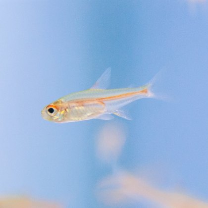 Tetras