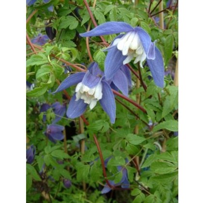 Clematis alpina Francis Rivis 17cm Clematis alpina Francis Rivis 17cm