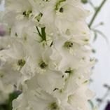 Delphinium Galahad 2L Delphinium Galahad 2L