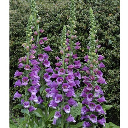 Digitalis Dalmation Purple 2L Digitalis Dalmation Purple 2L