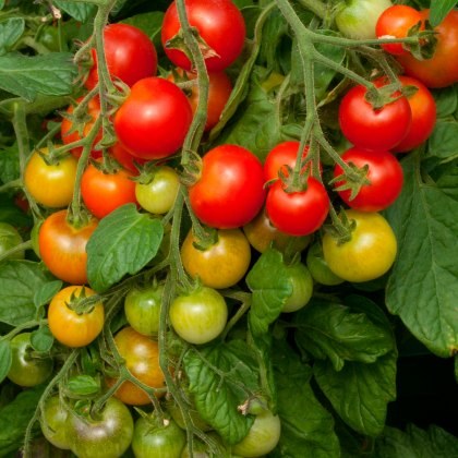 Tomato Cherry Falls 8.5cm/9cm Tomato Cherry Falls 8.5cm/9cm