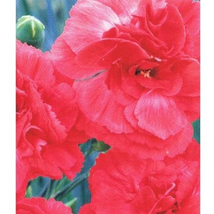 GARDEN PINK Dianthus Diane 9cm GARDEN PINK Dianthus Diane 9cm