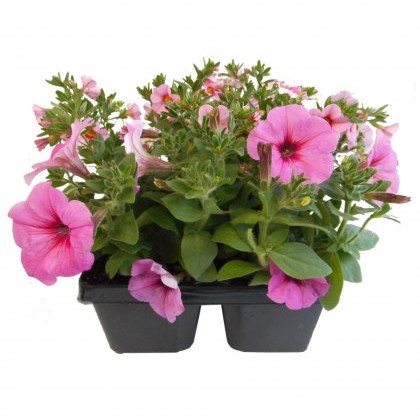 Garden Cocktail Pink Fizz Jumbo 6pk Garden Cocktail Pink Fizz Jumbo 6pk