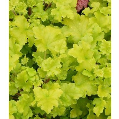 Heuchera Lime Marmalade 2L