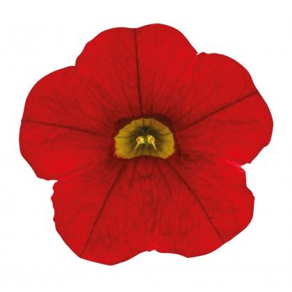 Calibrachoa Cabaret Early Bright Red 9cm/10cm Calibrachoa Cabaret Early Bright Red 9cm/10cm