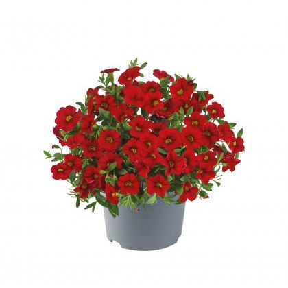 Calibrachoa Cabaret Early Bright Red 9cm/10cm Calibrachoa Cabaret Early Bright Red 9cm/10cm