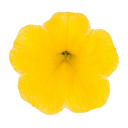 Calibrachoa Cabaret Early Bright Yellow 9cm/10cm Calibrachoa Cabaret Early Bright Yellow 9cm/10cm