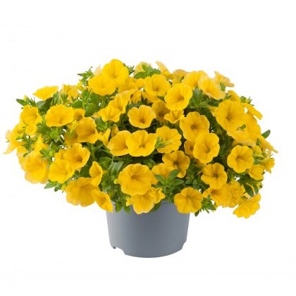 Calibrachoa Cabaret Early Bright Yellow 9cm/10cm Calibrachoa Cabaret Early Bright Yellow 9cm/10cm