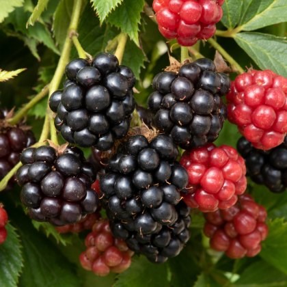 Blackberry Tiny Black 3L Blackberry Tiny Black 3L