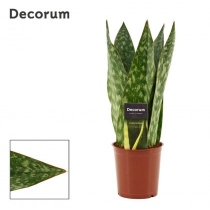 Sansevieria Jamaiquina Queen 12cm