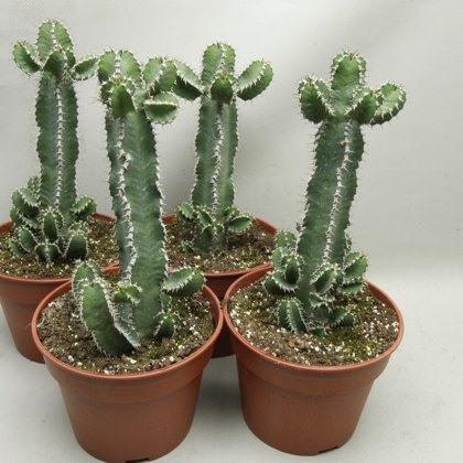 Polyacantha 17cm