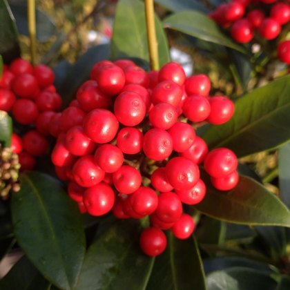 Skimmia japonica Pabella 1.5L Skimmia japonica Pabella 1.5L