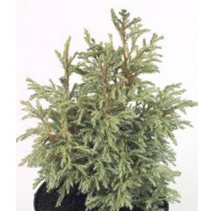 Chamaecyparis pisifera Baby Blue 3L Chamaecyparis pisifera Baby Blue 3L