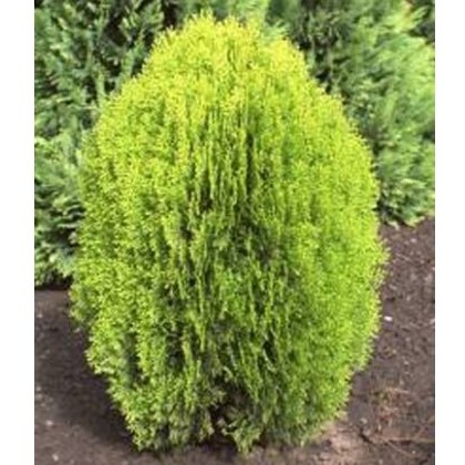 Platycladus orientalis Aurea Nana 1L Platycladus orientalis Aurea Nana 1L