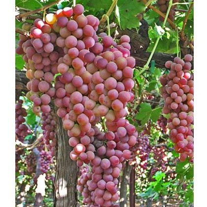 Grapevine (Vitis) Flame Seedless (G/R/S) 3L Grapevine (Vitis) Flame Seedless (G/R/S) 3L