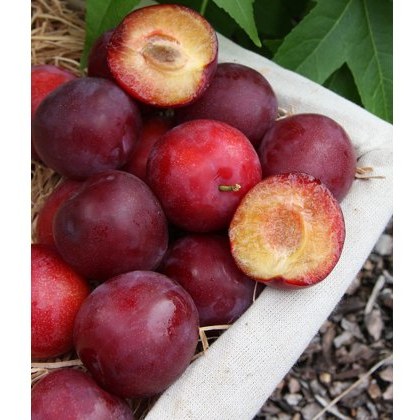 Mirabelle (Prunus) Gypsy - Bush - St J.A. 12L Mirabelle (Prunus) Gypsy - Bush - St J.A. 12L