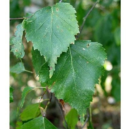 Betula pendula 12L Betula pendula 12L