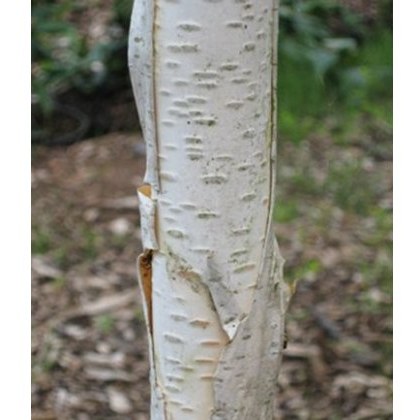 Betula utilis var. jacquemontii 12L Betula utilis var. jacquemontii 12L