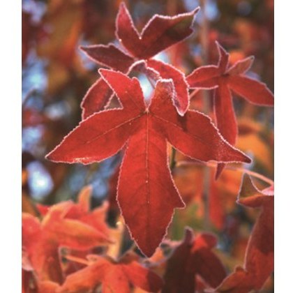 Liquidamber styraciflua Palo Alto 12L Liquidamber styraciflua Palo Alto 12L