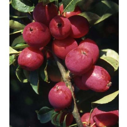 Malus Pink Glow 12L Malus Pink Glow 12L