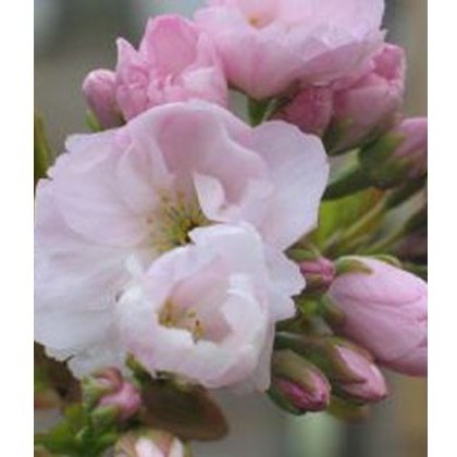 Prunus Amanogawa 12L Prunus Amanogawa 12L
