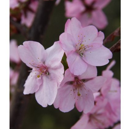 Prunus Jacqueline 12L Prunus Jacqueline 12L