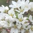 Prunus Snow Showers 12L Prunus Snow Showers 12L