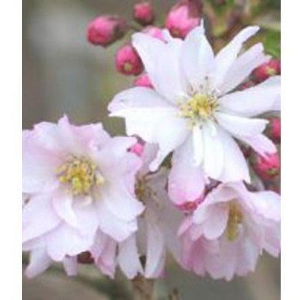 Prunus x subhirtella Autumnalis Rosea 12L Prunus x subhirtella Autumnalis Rosea 12L