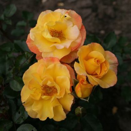 Rose Bright Smiles 3Ldp