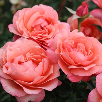Rose Coral Gardens 3Ldp (ROTY26)
