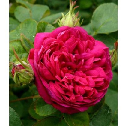 Rose De Resht 4Ldp Rose De Resht 4Ldp