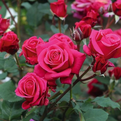 Rose Timeless Charisma 3Ldp Rose Timeless Charisma 3Ldp