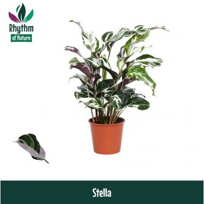 Calathea Stella 14cm