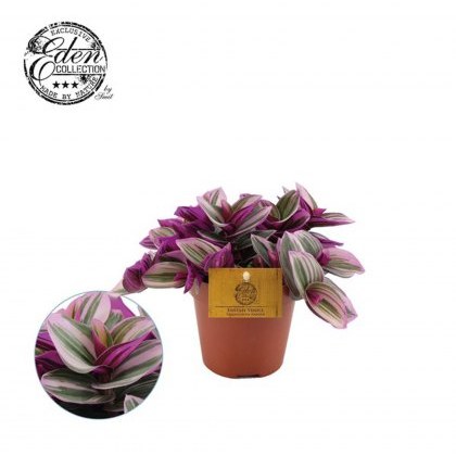 Tradescantia Nanouk 12cm